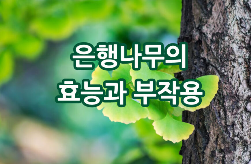 은행나무(은행잎)의 효능과 부작용